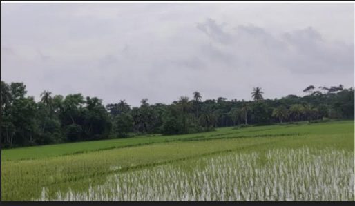 অবশেষে আদমদীঘিতে শ্রাবণের কাঙ্খিত বৃষ্টি কৃষকের মুখে হাসি উৎপাদন খরচ কমবে