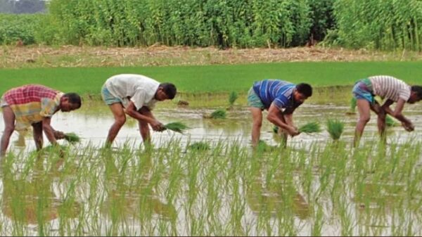 বগুড়ায় অভ্যন্তরীণ বোরো সংগ্রহ অভিযান সফল হবে : জেলা খাদ্য নিয়ন্ত্রক