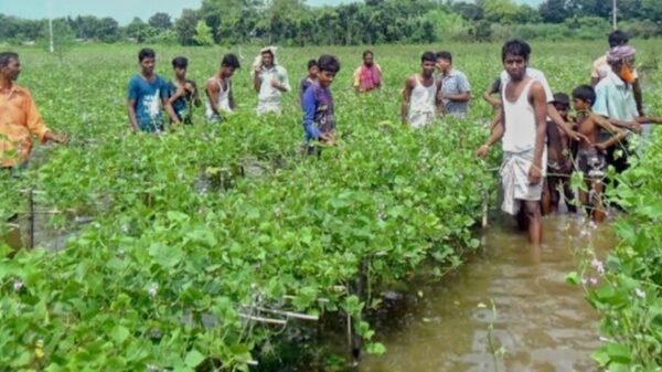 পাবনায় টানা বর্ষণে শত শত হেক্টর শিমের ক্ষেত পানির নিচে