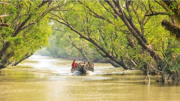 সুন্দরবনের প্রবেশদ্বার খুলছে আজ