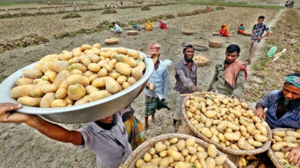 শুল্ক কমলেও বাড়তি দামেই বিক্রি হচ্ছে আলু