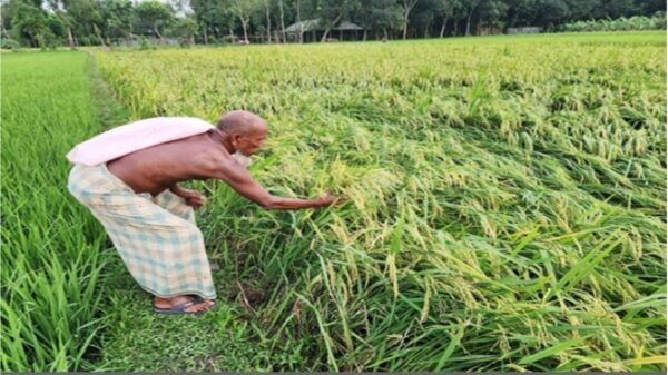 আদমদীঘিতে একটানা বৃষ্টি মানুষের ভোগান্তি হলেও আমন আবাদের জন্য আর্শিবাদ হয়েছে