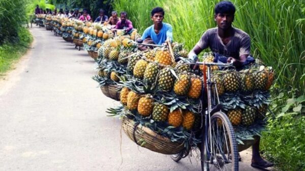 জিআই পণ্যের স্বীকৃতি পেলো মধুপুরের আনারস