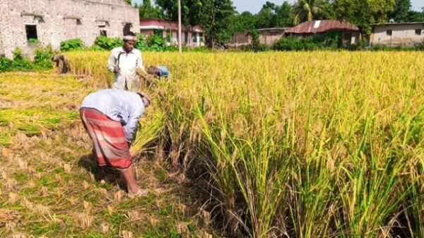 ঘোড়াঘাটে আগাম জাতের ধান কাটা মাড়াই শুরু