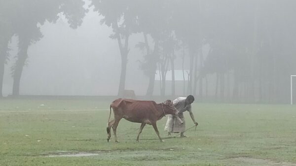 ভূরুঙ্গামারীতে হেমন্তেই বইছে শীতের হাওয়া 