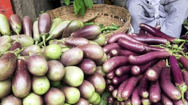 বগুড়ায় বেগুনের কেজি ১০০ টাকা