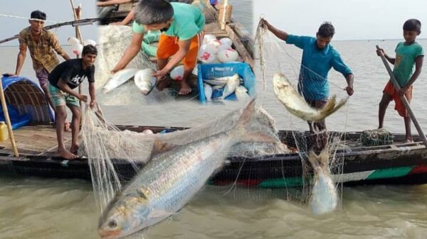 রাজশাহীতে মা ইলিশ শিকারের মহোৎসব