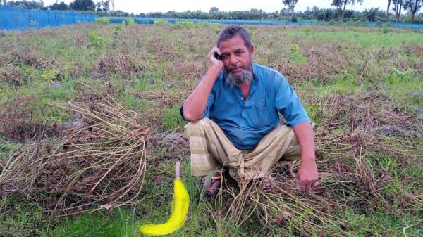 মহাদেবপুরে কেরালা সীমচাষ করে সর্বশান্ত কৃষক