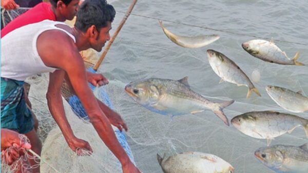 ঝাঁকে ঝাঁকে ইলিশ যাচ্ছে ভারতের গঙ্গায়, কারন কি?