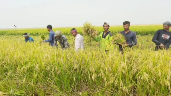 সিরাজগঞ্জে আগাম জাতের রোপা আমন ধান কাটা শুরু