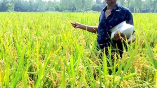 উল্লাপাড়ায় রিলে ফসল প্রযুক্তির মাধ্যমে অগ্রীম সরিষা উৎপাদন