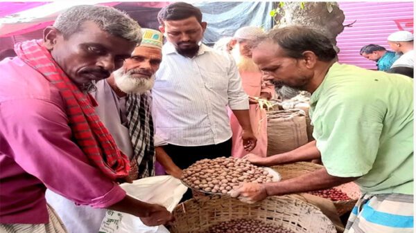 উল্লাপাড়ায় বিক্রি হচ্ছে আলু বীজ, বেশী চাহিদা রোমানা বীজের