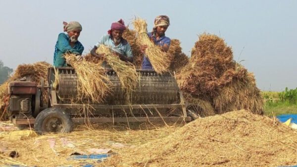 উল্লাপাড়ায় আমন ধান কাটা শুরু, দামও ভাল পেয়ে কৃষক খুশি