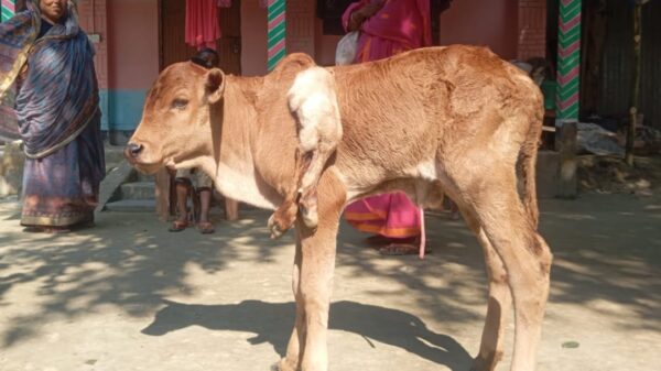 গাইবান্ধার সুন্দরগঞ্জে ৬ পা বিশিষ্ট বাছুরের জন্ম