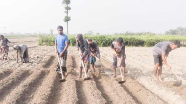 পাঁচবিবিতে আগাম আলু রোপণে ব্যস্ত কৃষক 