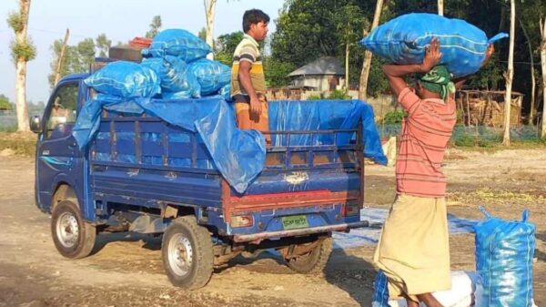 উল্লাপাড়ায় প্রতি মণ খিড়ার দাম ১৭০০ টাকা, দামে খুশী কৃষক