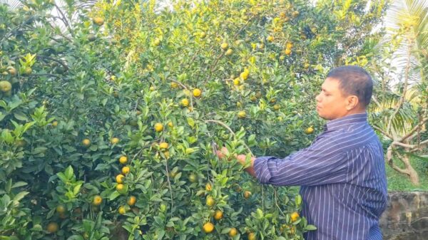 দার্জিলিং কমলা এখন নাটোরের সিংড়ায়, দামেও কম