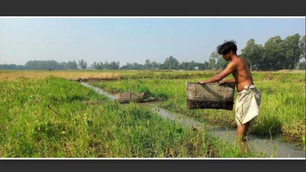 জলাবদ্ধতার কারণে উল্লাপাড়ার নাগরৌহায় ২শ ৫০ বিঘা জমিতে সরিষার আবাদ নিয়ে সংকিত কৃষকগণ