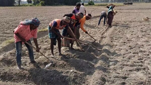 আলু বীজ গত বছর ছিল ২৬০০ এবার ৪০০০ হাজার টাকা