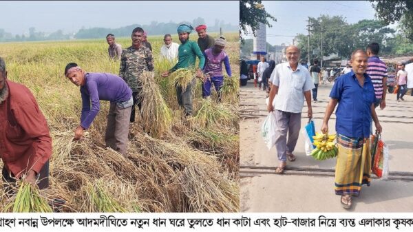 আজ ১ অগ্রহায়ন নবান্ন বগুড়ায় কৃষকের ঘরে ঘরে বইছে উৎসবের আমেজ