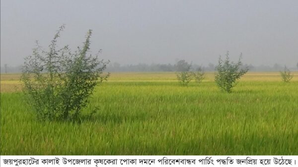 কালাইয়ে পোকা দমনে পরিবেশবান্ধব পার্চিং পদ্ধতি জনপ্রিয় হয়ে উঠেছে