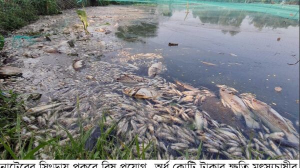 সিংড়ায় পুকুরে বিষ প্রয়োগ, অর্ধ কোটিটাকার ক্ষতি মৎস্যচাষীর