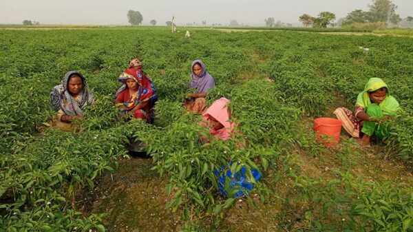 বগুড়ায় কাঁচা মরিচ উঠানো শুরু, কমবে দাম