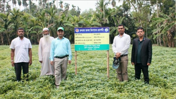 মিষ্টি আলু চাষে সফল আটঘরিয়ার কৃষক নুর মুহাম্মদ