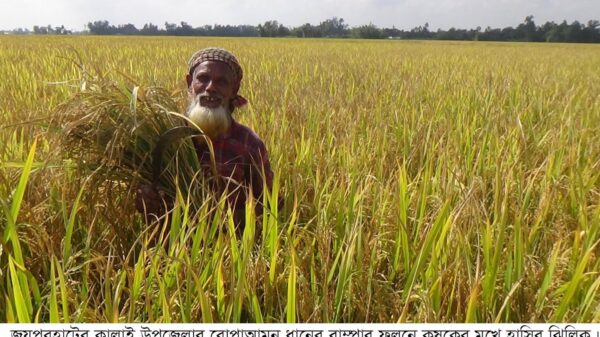 কালাইয়ে সোনালী ধানের শীষে দুলছে কৃষকের স্বপ্ন