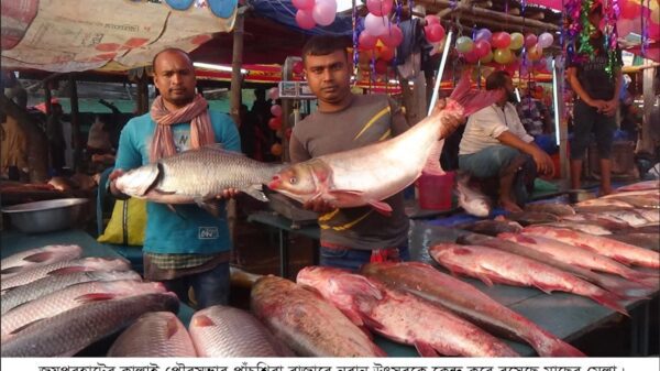 নবান্ন উৎসব ঘিরে জমে উঠেছে কালাইয়েমাছের মেলা