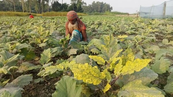 বগুড়ার ধুনটে রোগে মারা যাচ্ছে বেগুন গাছ : দ্বারস্থ কৃষি অফিসের