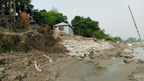 বগুড়ার সোনাতলায় যমুনার পানি কমতেই নদী ভাঙন শুরু