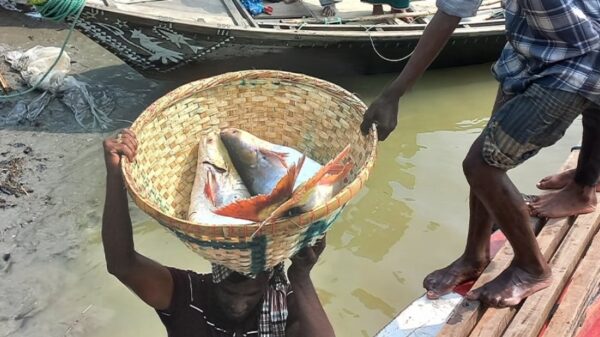 পদ্মায় ইলিশ কম, ঝাকে ঝাকে ধরা পড়ছে পাঙ্গাস