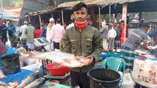 বগুড়ায় ঐতিহ্যবাহী উথলী বাজার নবান্নের মাছের মেলা 