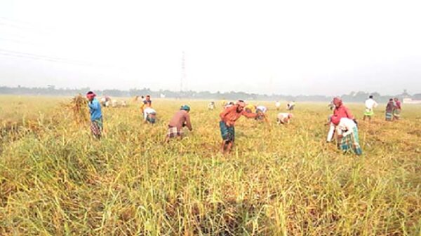 আদমদীঘি রক্তদহ বিলে পানি নেই, বর্তমানে আমন আবাদের সমারোহ