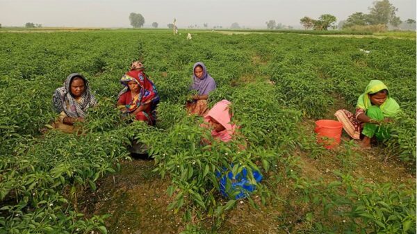 কৃষকের ৪৫ টাকার কাঁচামরিচ বাজারে ৮০ টাকা