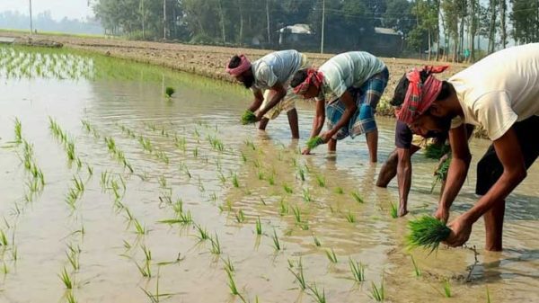 উল্লাপাড়ায় ইরি-বোরো ধানের চাষাবাদ শুরু