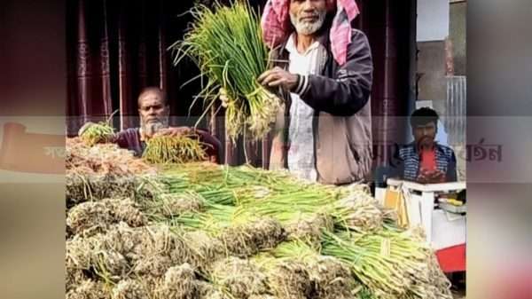 উল্লাপাড়ায় শীতকালিন পেয়াজ আবাদ শুরু