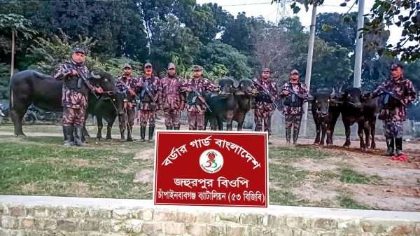 বিজিবির অভিযানে চোরাচালানকৃত ৬টি ভারতীয় মহিষ আটক