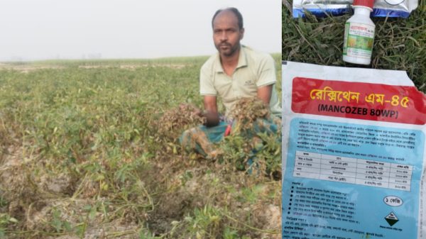 পাঁচবিবিতে কীটনাশক প্রয়োগে আলুর ক্ষেতে পচন,কৃষকের ক্ষতিপূরণ দাবি