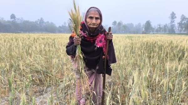 শস্য ক্ষেতের সঙ্গে এ কেমন শত্রুতা! 