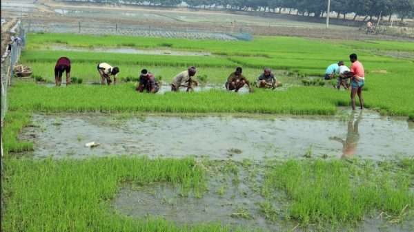 ফুলবাড়ীতে শীতকে উপেক্ষা করেই বোরো ধানের চারা রোপণে ব্যস্ত কৃষক