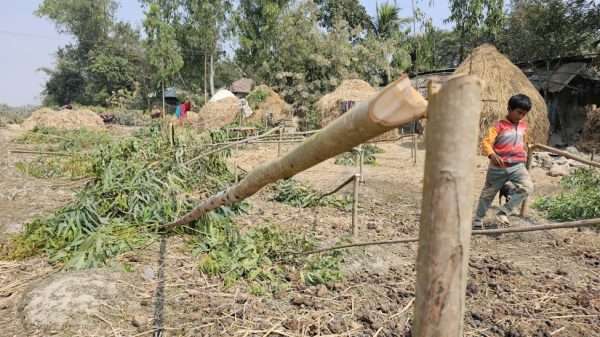 ধামইরহাটে জমিজমা সংক্রান্ত জেরে শতাধিক গাছ কাটার অভিযোগ