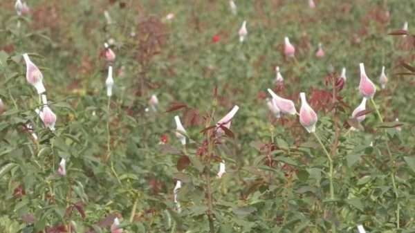 ফুল চাষে সরব ঝিকরগাছা শতকোটি টাকা আয়ের আশা চাষীদের 