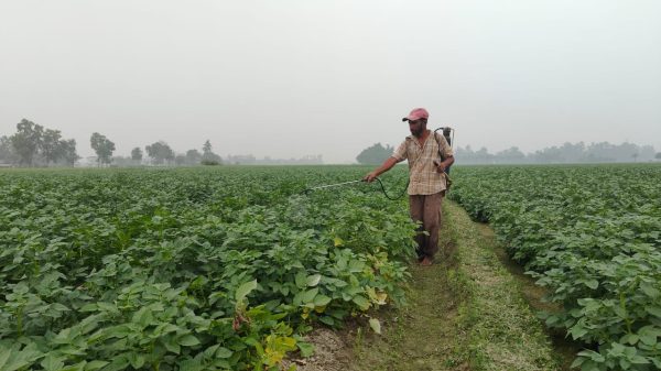 আলুর উৎপাদন বেশী, দাম নিয়ে দুশ্চিন্তায় কৃষক