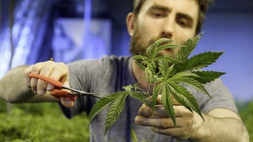 দেশে গাঁজা সেবনকারী প্রায় ৬১ লাখ