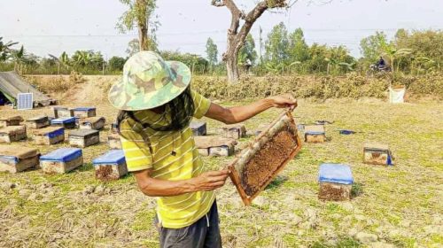 সরিষা ফুলে হলুদের সমারোহ: মধু সংগ্রহে ব্যস্ত মৌচাষিরা