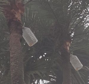 খোলা হাঁড়ি নয়, বোতলে রস সংগ্রহ, নিপা ঠেকাতে সতর্ক গাছিরা