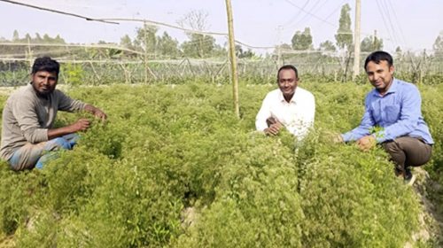 চাঁপাইনবাবগঞ্জে চার কৃষকের জিরা চাষ, শতকে মিলবে ২.৫ কেজি জিরা