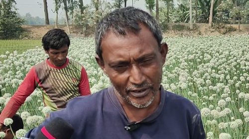 আদুরে ফসল পেঁয়াজ, শেরপুরে বীজ চাষে কৃষকের দ্বিগুণ লাভের স্বপ্ন